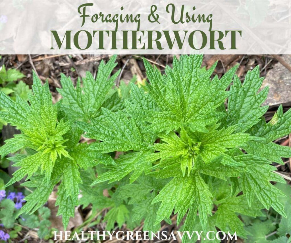 cover photo of motherwort plant growing with title text overlay