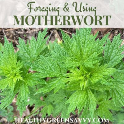 cover photo of motherwort plant growing with title text overlay