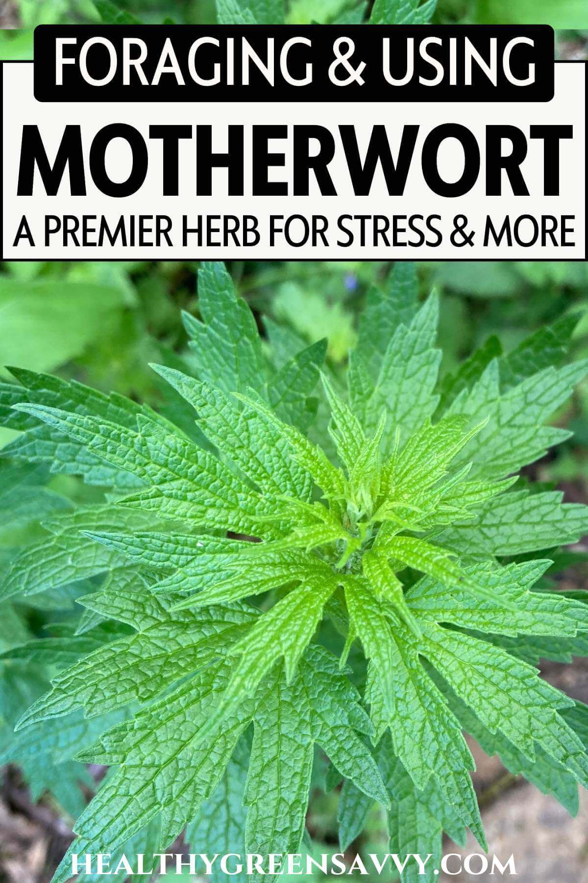 Motherwort Smoking: Risks, Benefits, And What Experts Say - 0mtd8dz