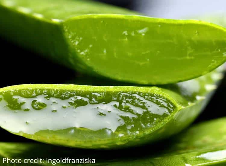 photo of sliced aloe leaves, one the best natural sunburn remedies
