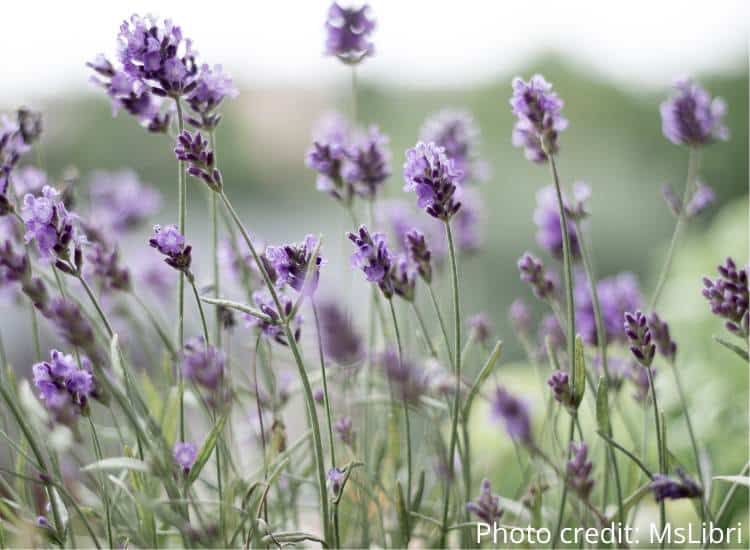 photo of lander growing in field