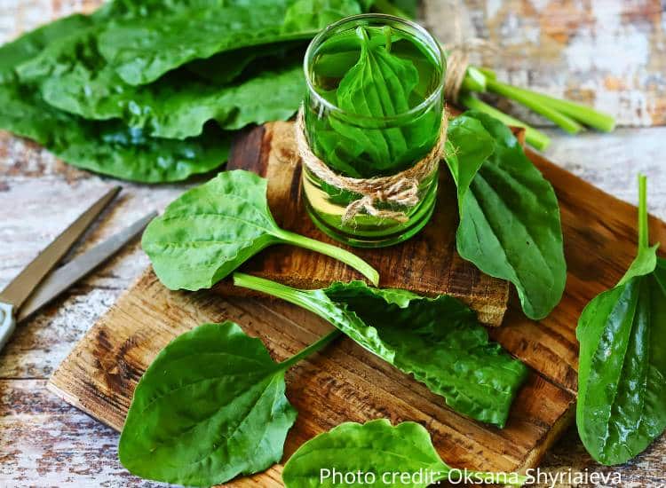 photo of plantain leaves, one the best natural sunburn remedies you can find growing wild