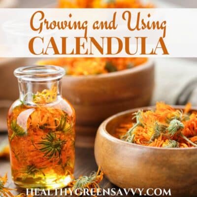 cover photo of calendula flowers steeping in oil and dried in bowl with title text overlay