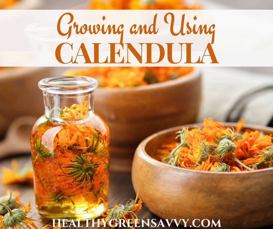 cover photo of calendula flowers steeping in oil and dried in bowl with title text overlay