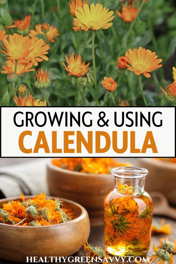 pin with photos of calendula flowers growing and steeping in oil and dried in bowl with title text