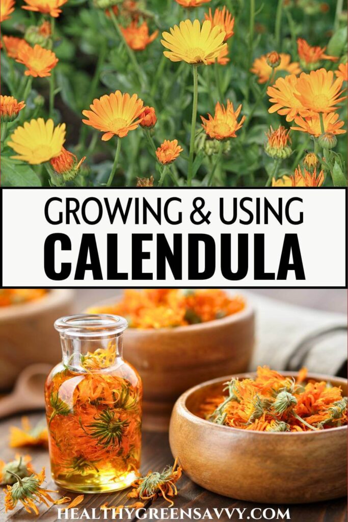 pin with photos of calendula flowers growing and steeping in oil and dried in bowl with title text