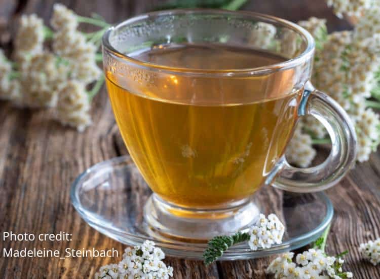 photo of wild tea made from yarrow leaves and flowers in glass cup