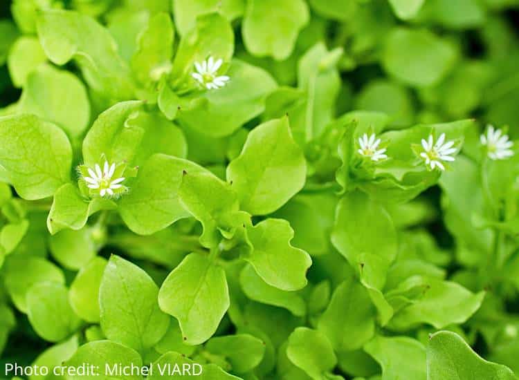 photo of chickweed growing