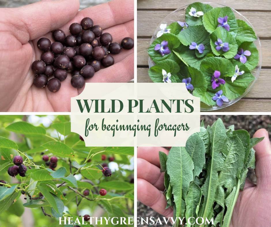 cover collage with photos hackberries, violet leaves and flowers, serviceberries and dandelions leaves