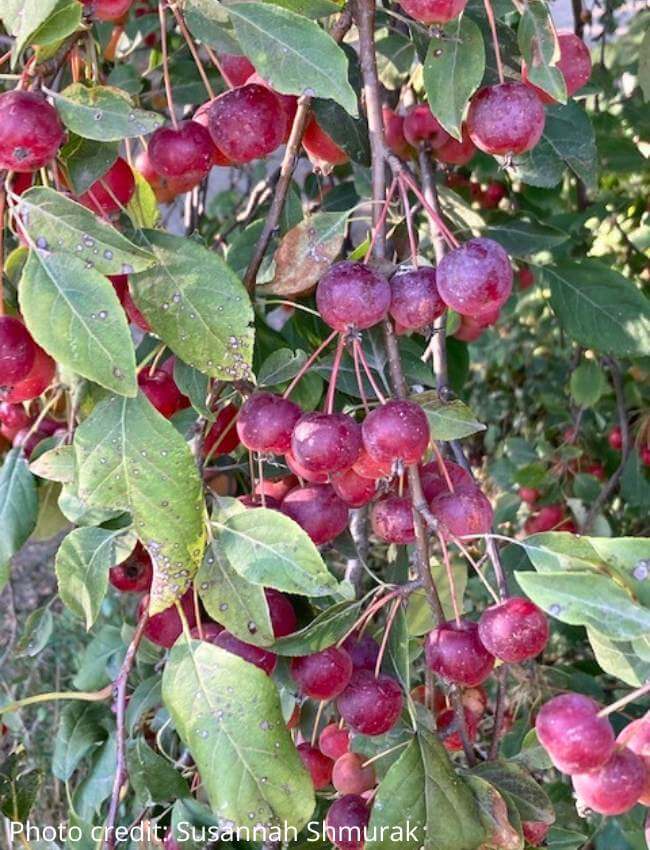 photo of branch laden wtih ripe crabapples 