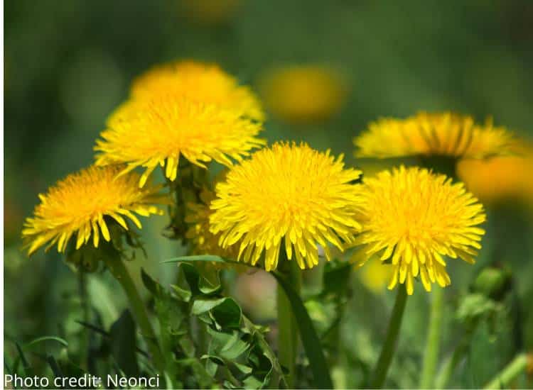 photo of dandelions, a top wild edible plant for beginners