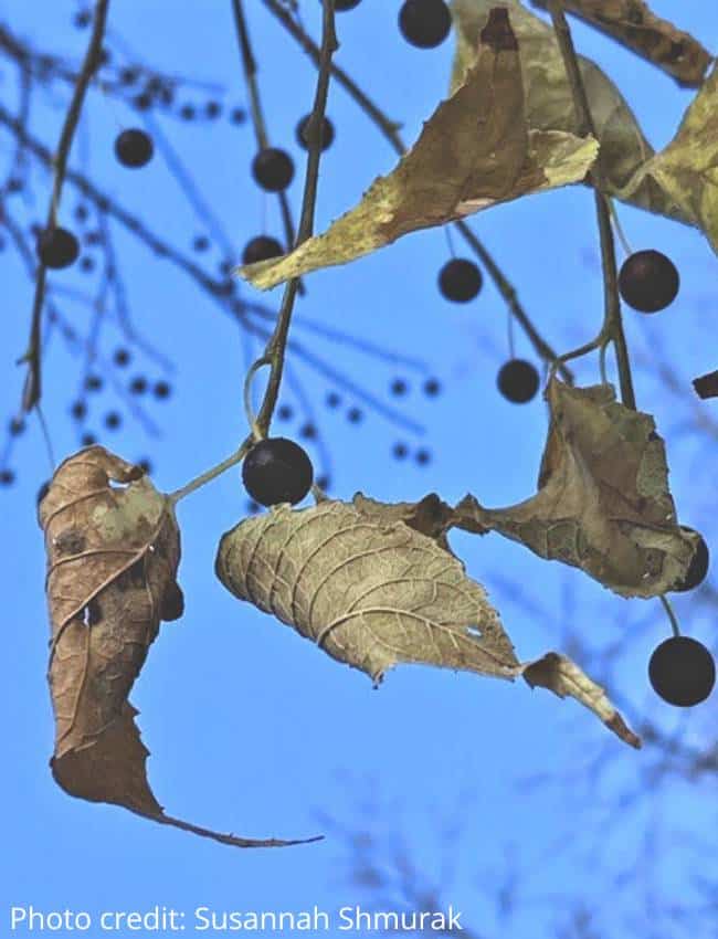 photo of hackberries on tree branch
