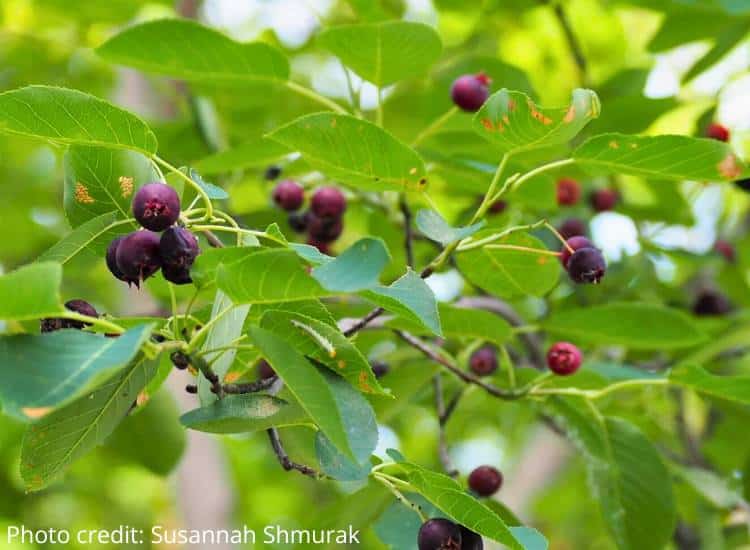 photo of serviceberries growing on tree