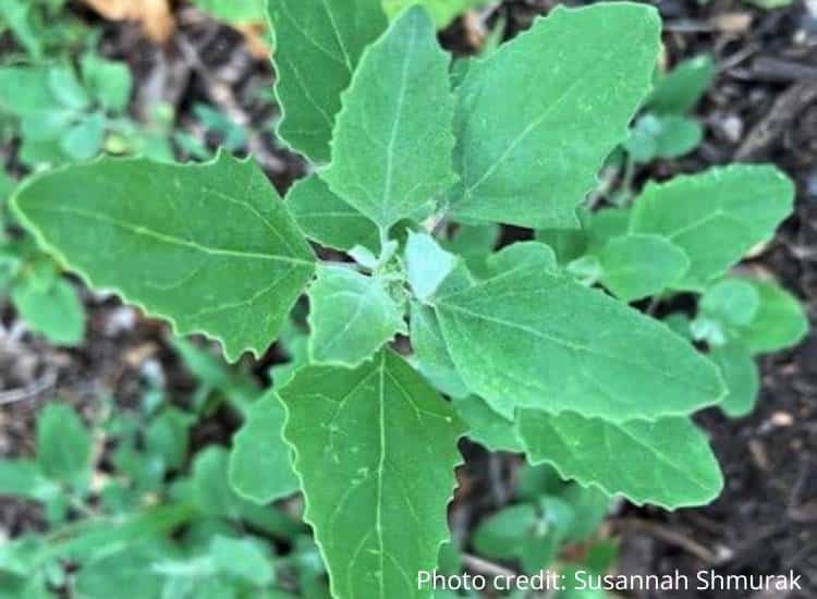 photo of lambs quarter plant growing