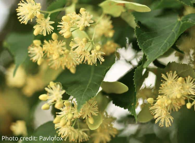 photo of linden flowers blooming