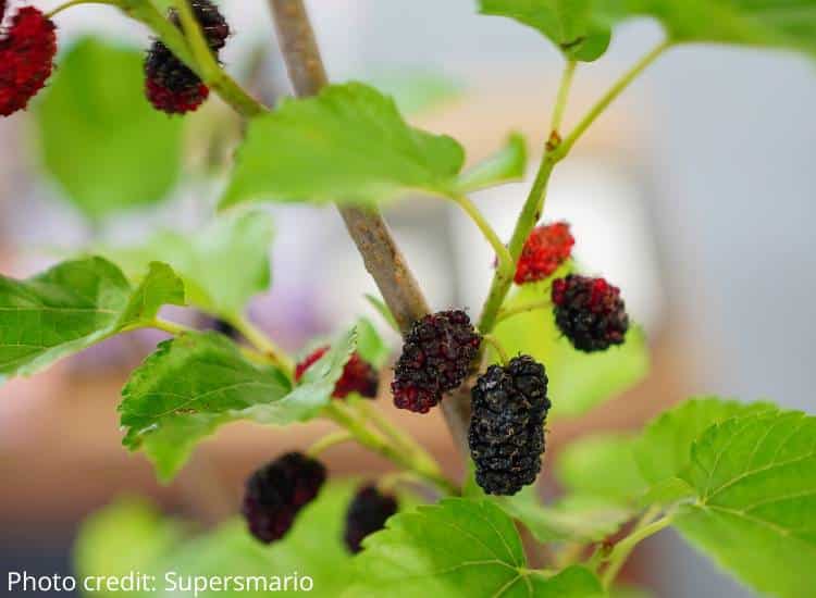 photo of mulberries ripening on tree