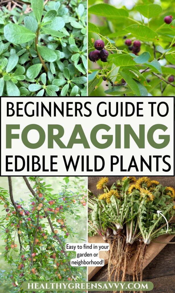 pin with photos of wild edible plants: purslane, serviceberries, wild plums, and dandelions plus title text