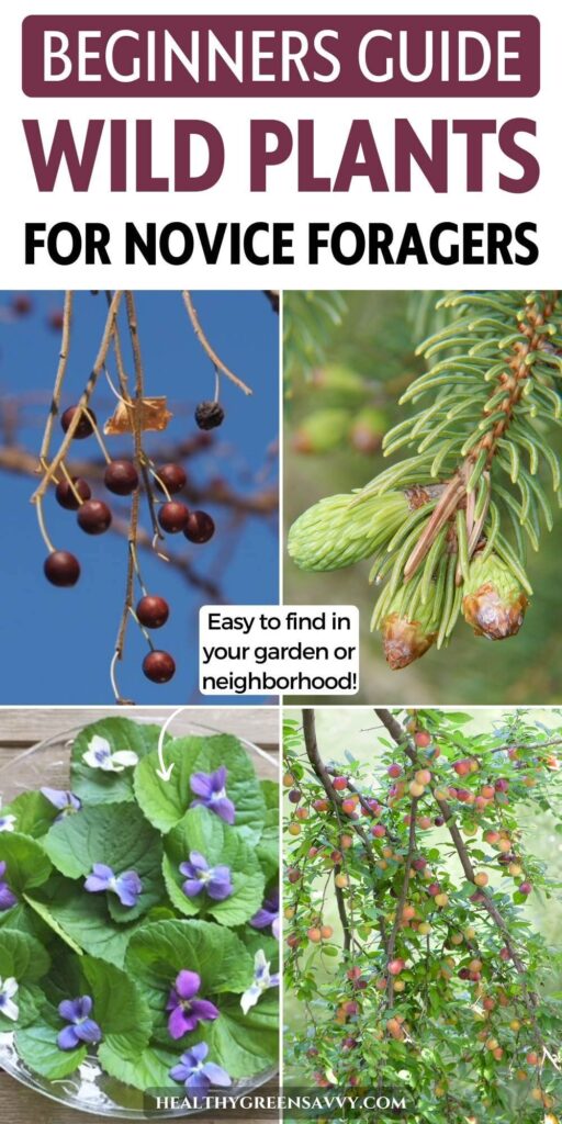 pin with photos of wild edible plants hackberries, spruce tips, violet leaves and flowers, and wild plums plus title text
