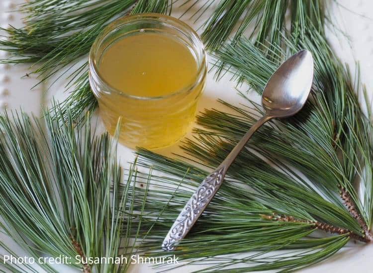 photo of jar of pine syrup on a bed of pine needles