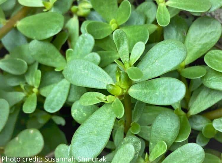 photo of purslane growing in garden