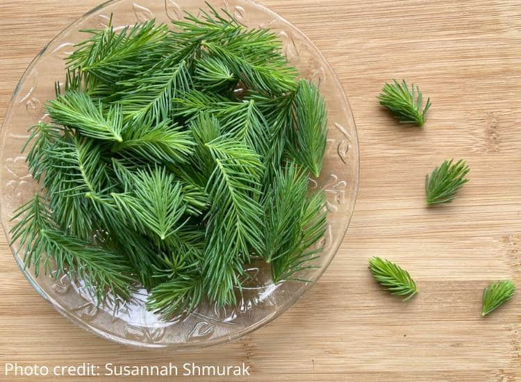 photo of spruce tips in glass bowl on wooden background