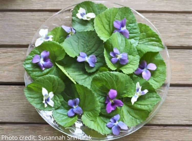 photo of wild violet leaves and flowers on a plate