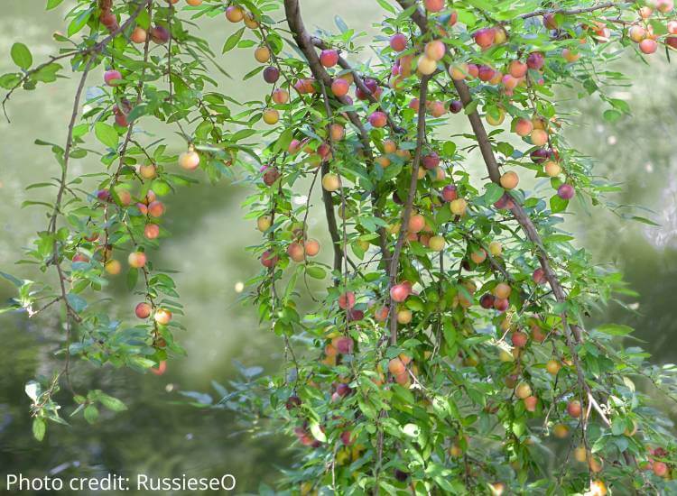 photo of tree branch laden with wild plums