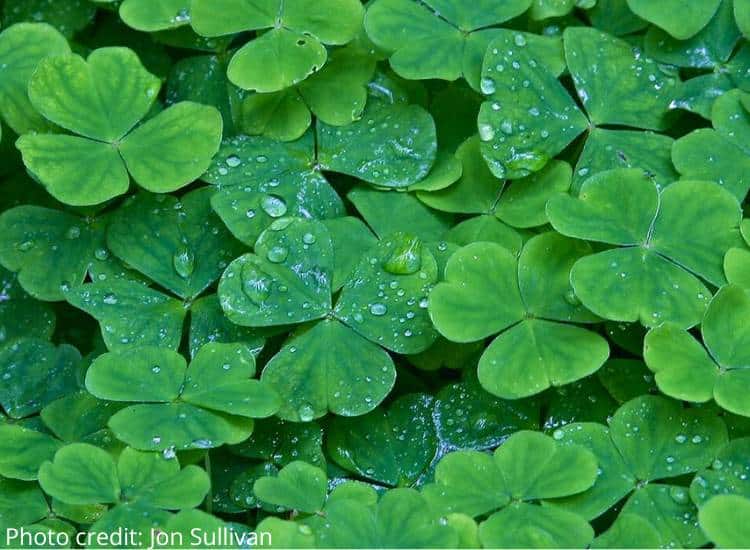 photo of wood sorrel, a tasty wild edible plant 