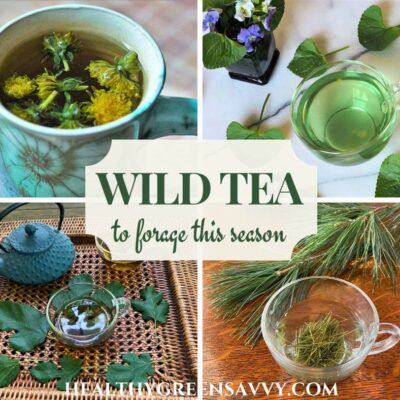 cover collage of wild tea made from dandelion, violets, mulberry leaves, and pine needles