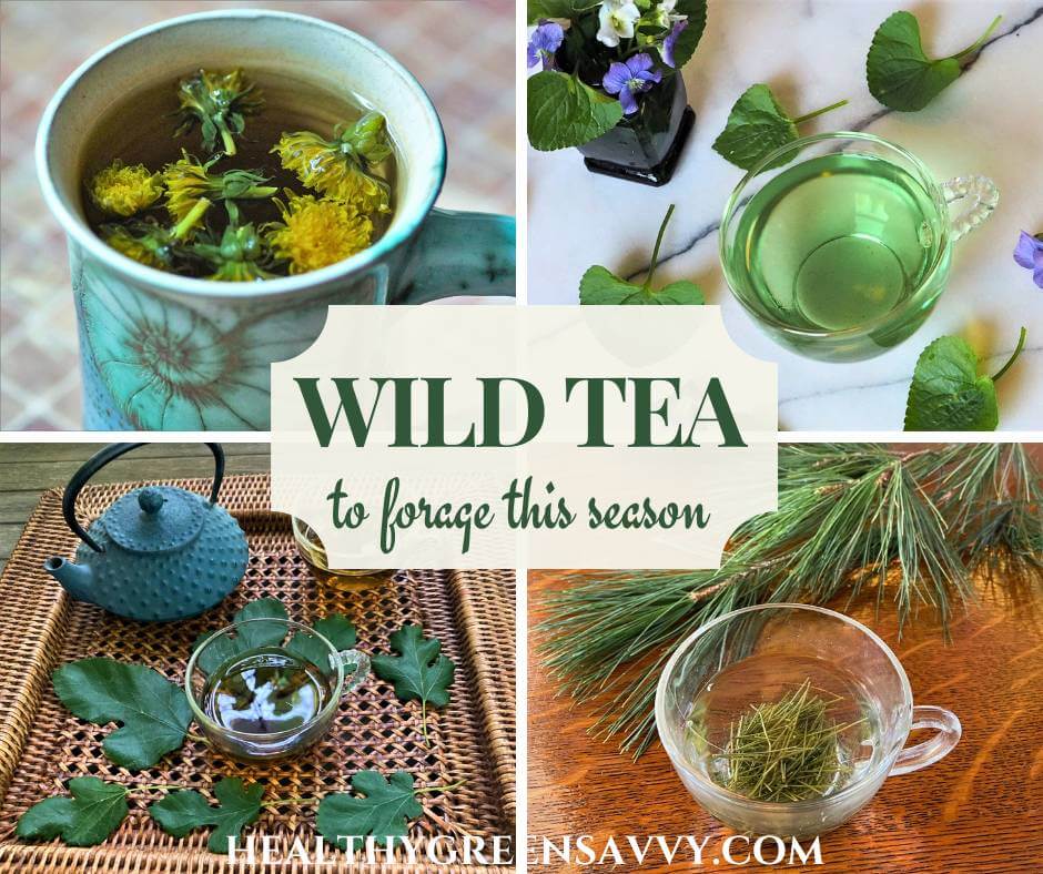 cover collage of wild tea made from dandelion, violets, mulberry leaves, and pine needles