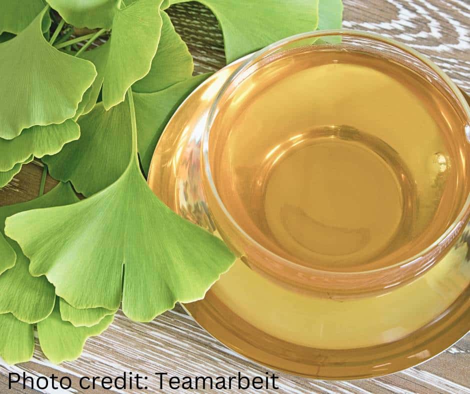 photo of ginkgo leaves and ginkgo tea