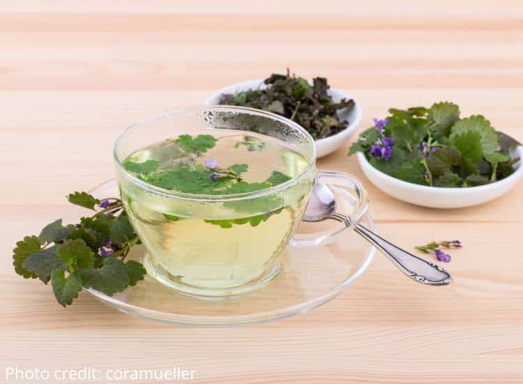 photo of ground ivy tea in glass cup with bowls of foraged leaves in background