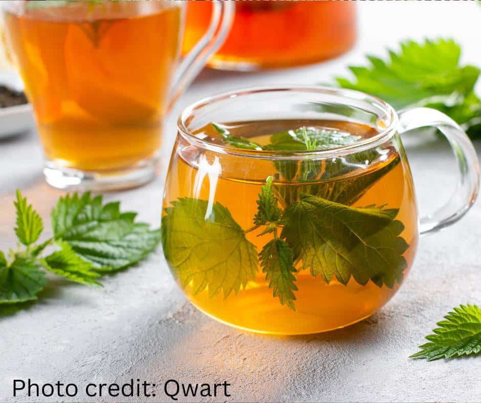 nettle leaf tea steeping in glass cups