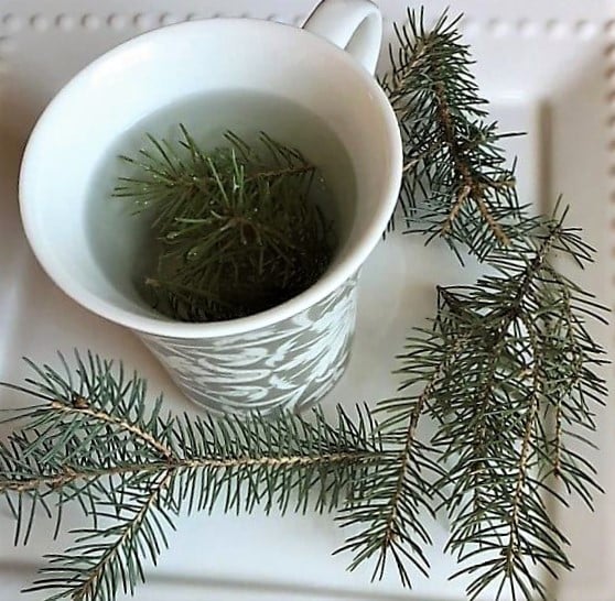 photo of spruce needles steeped into tea in china cup
