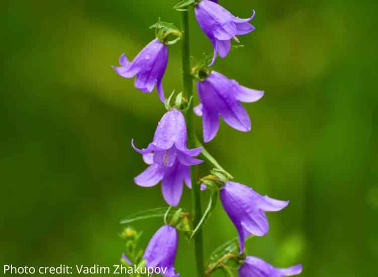 photo of creeping bellflower stalk