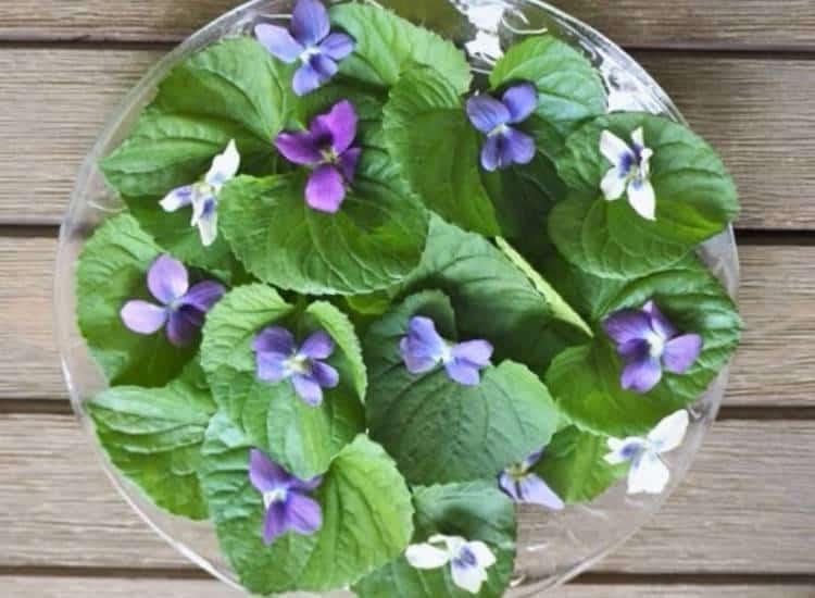 photo of violet leaves and flowers on plate