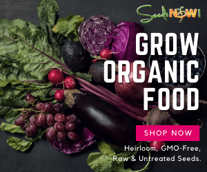 ad banner for Seeds Now