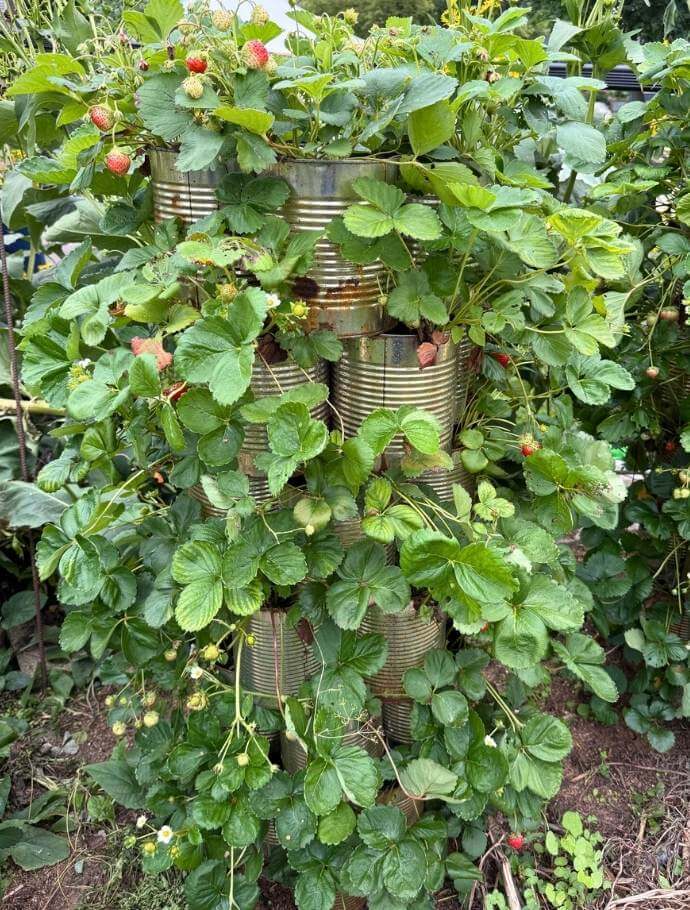 photo of Cathy's new DIY strawberry tower planters made from restaurant cans with plants growing