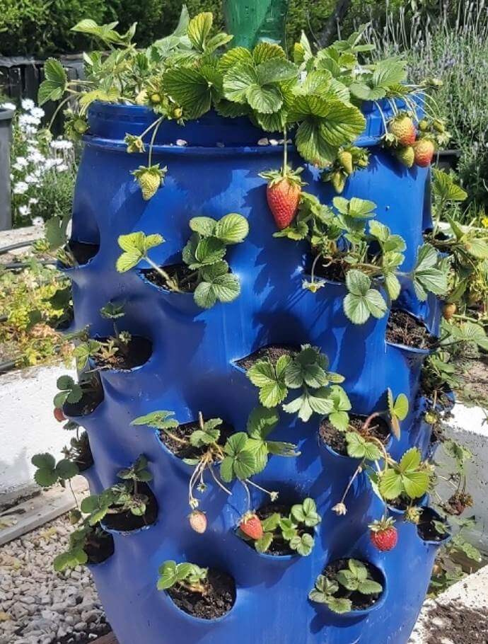 photo of  DIY strawberry tower made from blue plastic barrel with holes cut into it and planted with strawberries to grow strawberries vertically