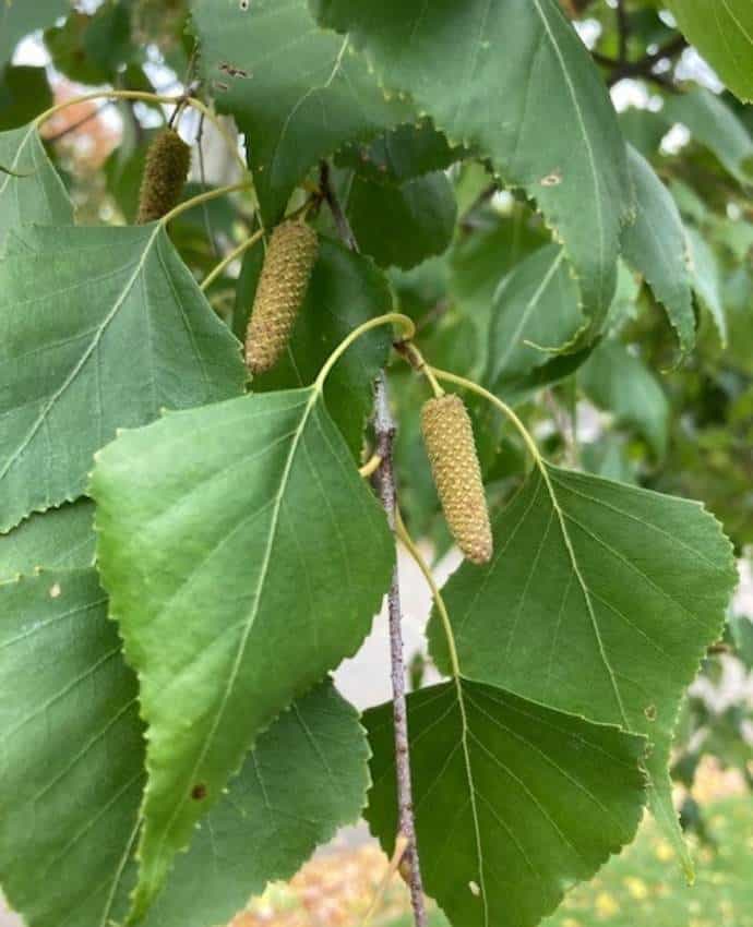 photo of birch leaves growing with catkins