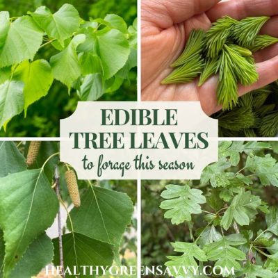 cover collage with photos of four kinds of edible tree leaves (linden, spruce tips, birch, and hawthorn)