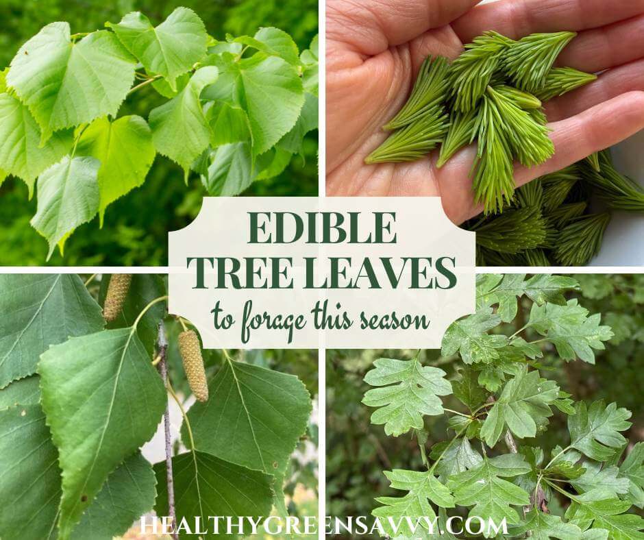 cover collage with photos of four kinds of edible tree leaves (linden, spruce tips, birch, and hawthorn)
