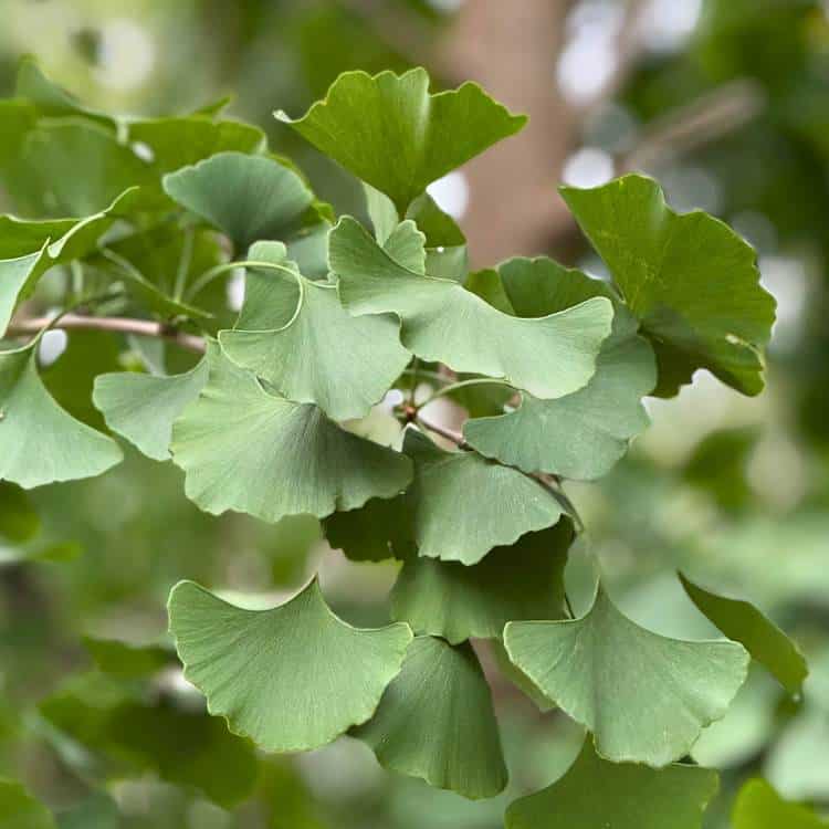 photo of ginkgo leaves growing on a tree in my neighborhood