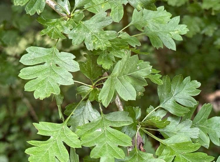photo of hawthorn leaves on branch
