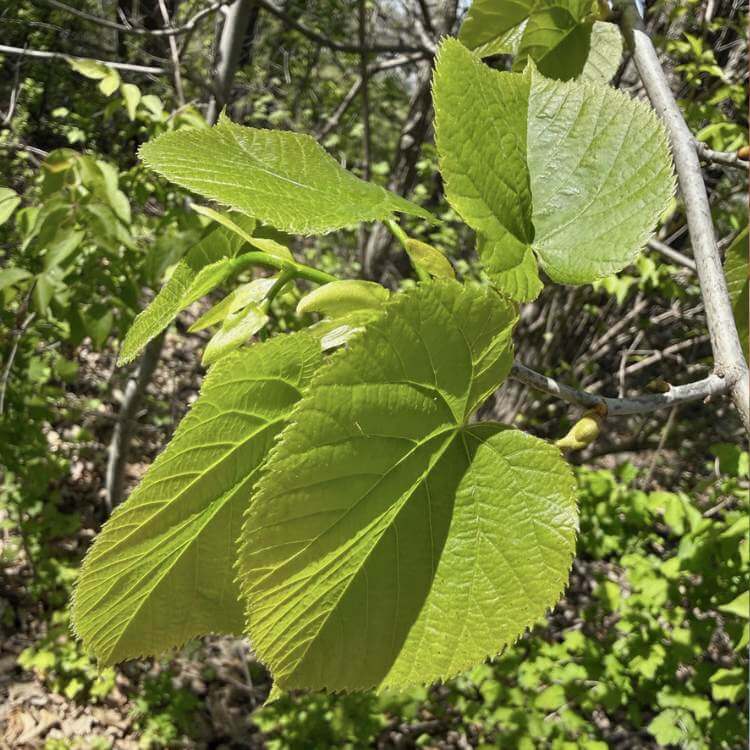photo of linden leaves, one of the best edible tree leaves