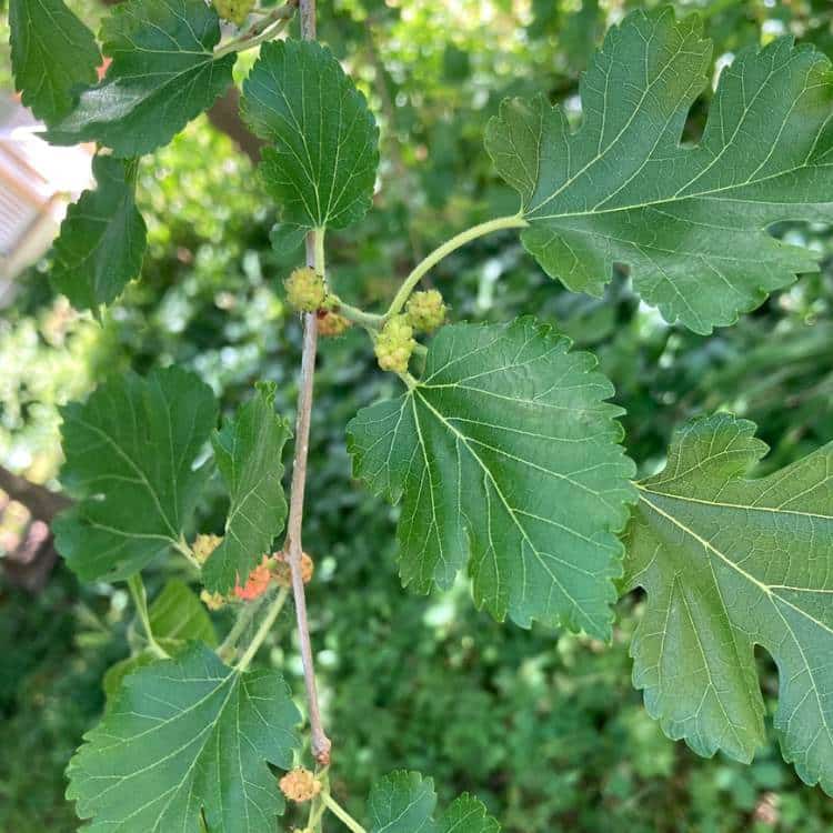 photo of mulberry leaves with unripe mulberries on branch