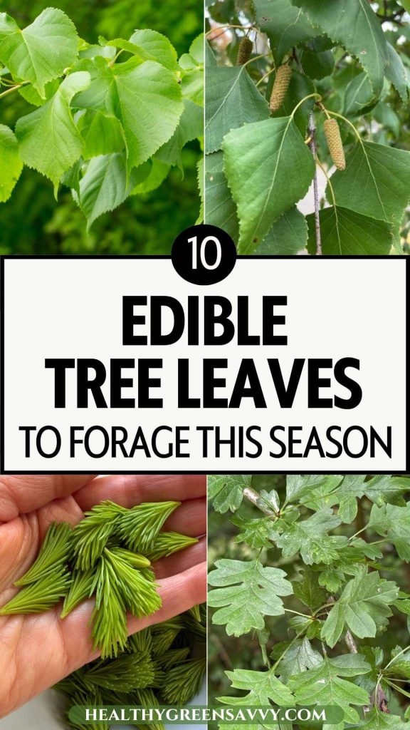 pin with photos of four kinds of edible tree leaves (linden, birch, spruce tips, and hawthorn)