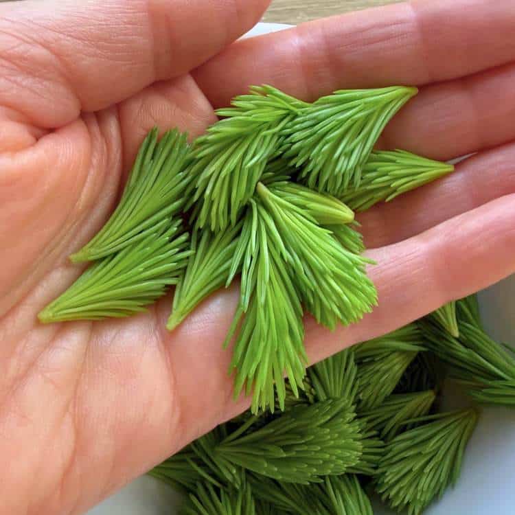 photo of author's hand holding spruce tips