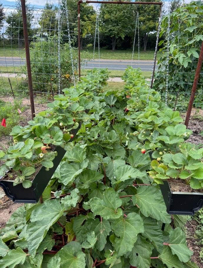 photo of growing strawberries vertically in repurposed gutters hanging from pipes