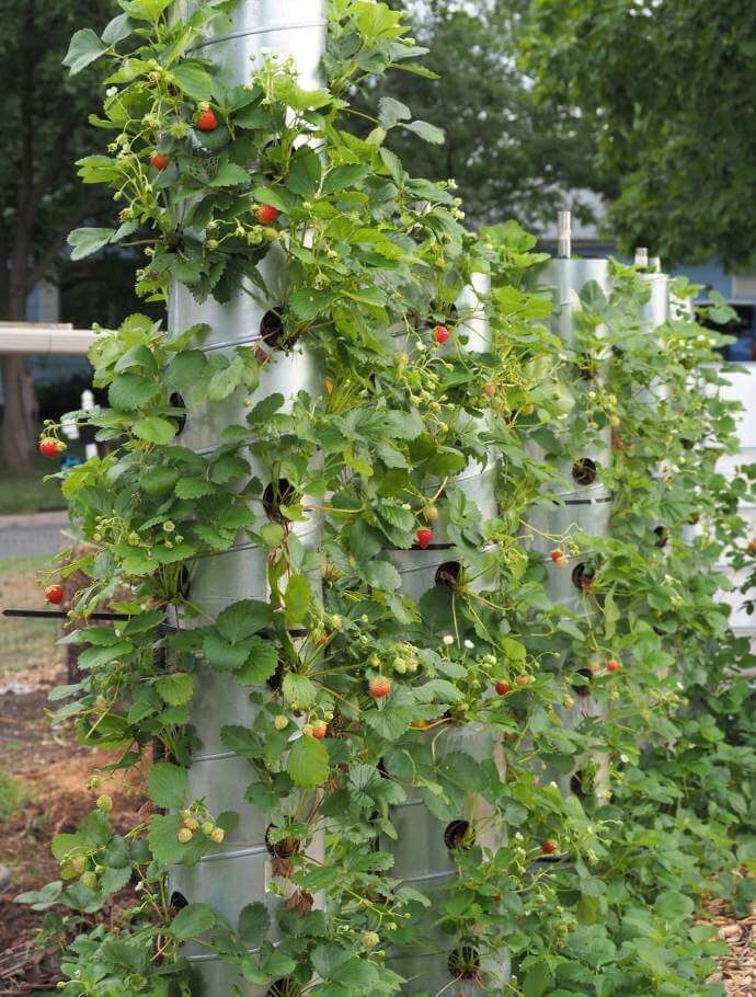 photo of Cathy's DIY strawberry towers with plants growing from holes